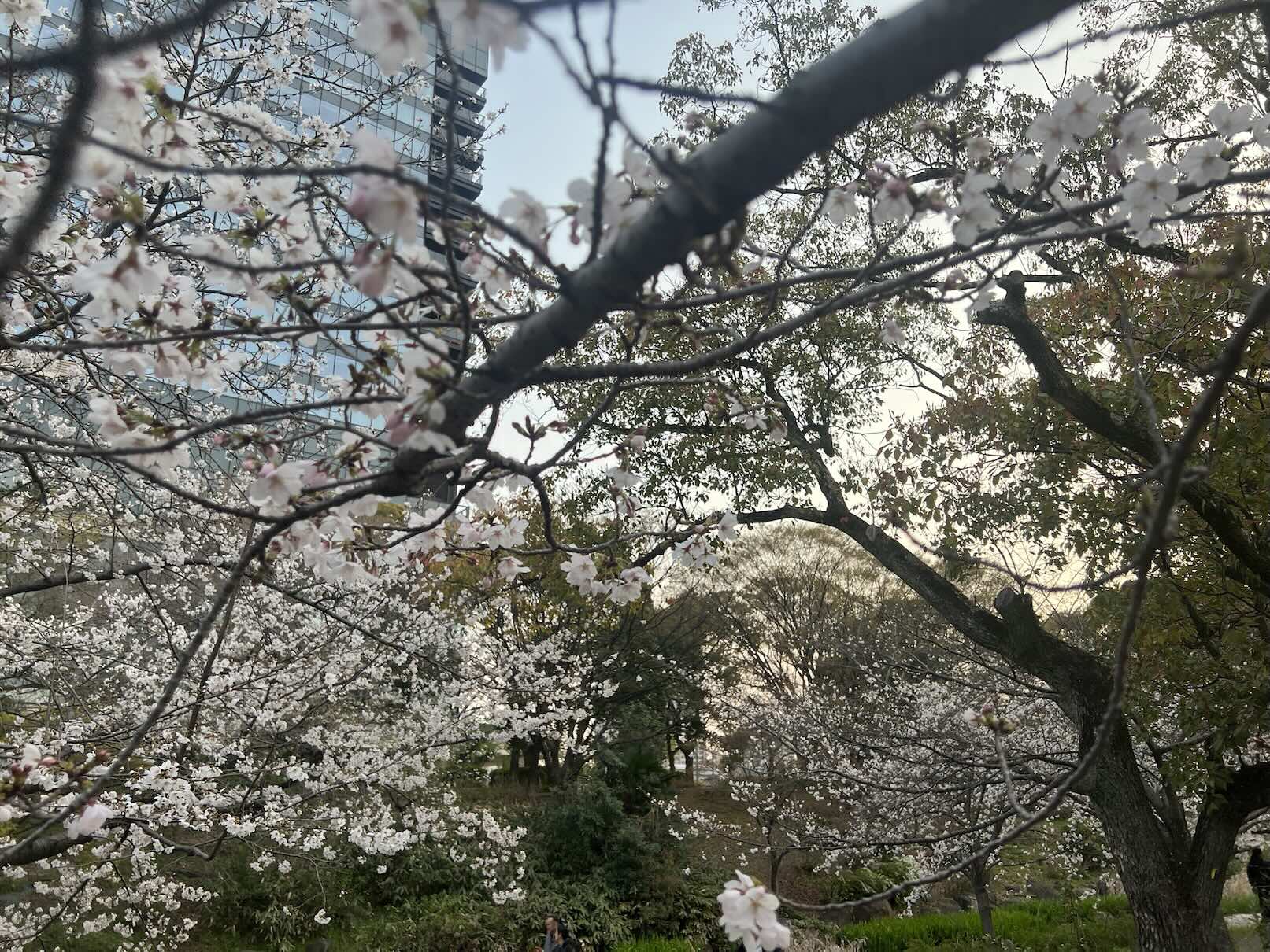 Cherry blossoms on tree branches in Kyoto with a glass building in the background.